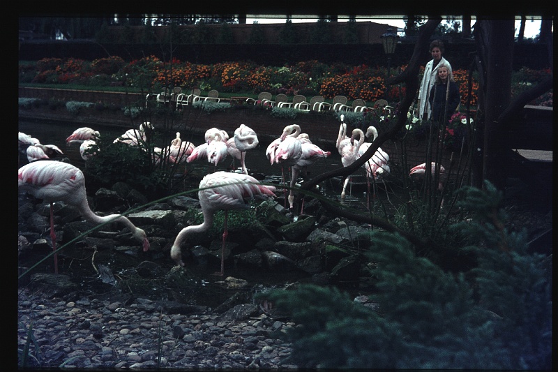 20.Avifauna okt 1972 Mama,Brigitte.JPG